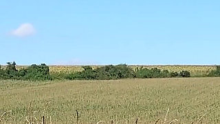 Jerking and Sucking My Cheating Boyfriend in a Cornfield - Outdoor Blowjob