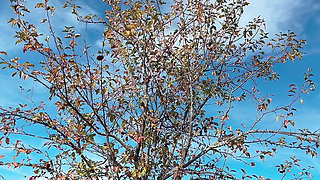 Perfect Body Tiny Petite Hana