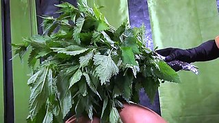NETTLE VIRGIN - SUZY