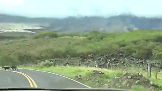 TEEN ASIAN SKANK MILKS DICK IN CAR